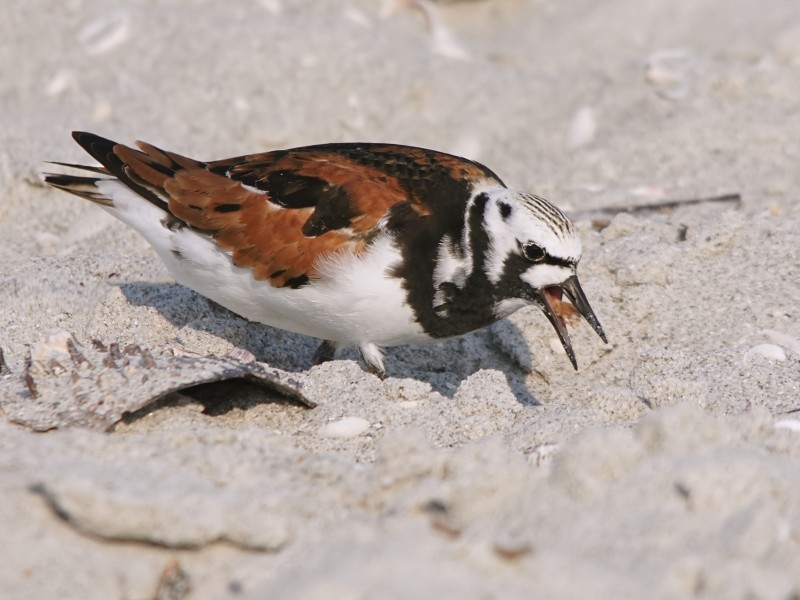 Arenaria interpres (feeding)