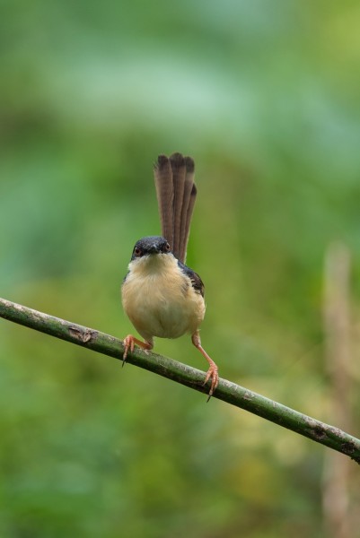Ashy priniya @ kabini