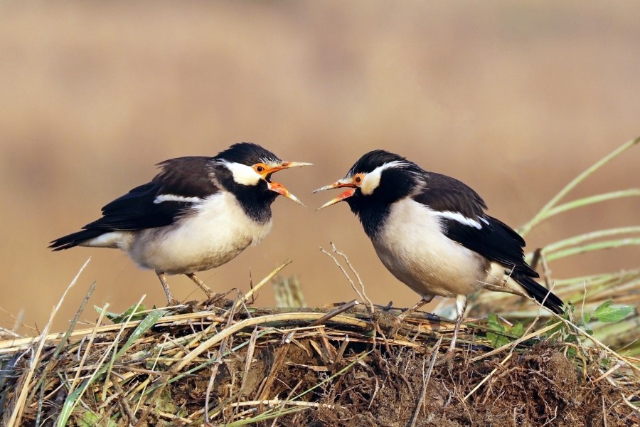 Asian pied starlings (Gracupica contra)