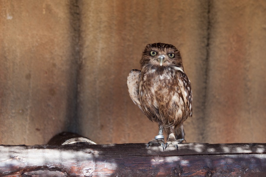 Athene noctua - Rancho Texas Park - Tías - Lanzarote -PC28