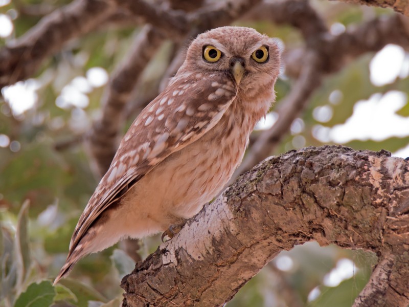 Athene noctua - the little owl