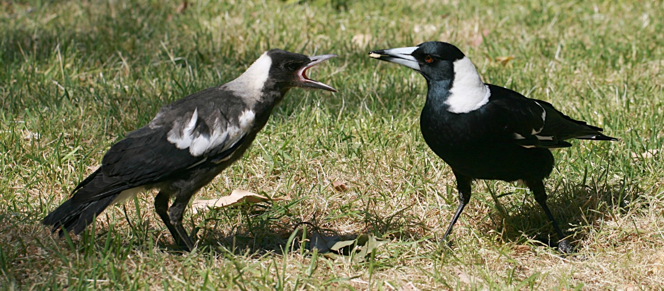 Australian Magpie feeding