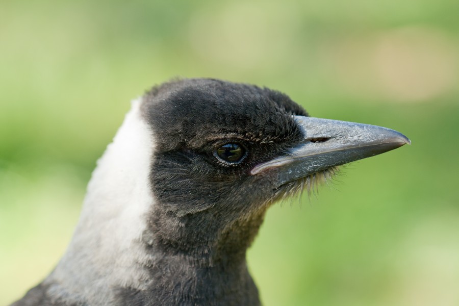 Australian Magpie open eyes