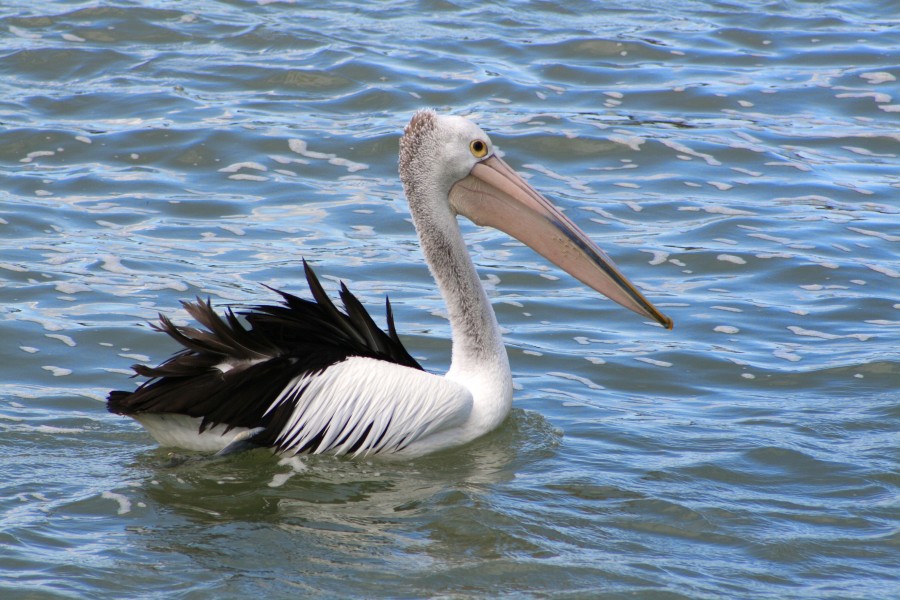 Australian Pelican-St Helens-Tasmania02