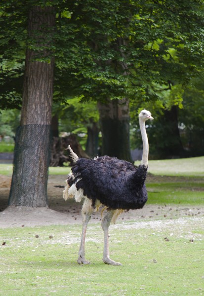 Avestruz (Struthio camelus), Tierpark Hellabrunn, Múnich, Alemania, 2012-06-17, DD 02
