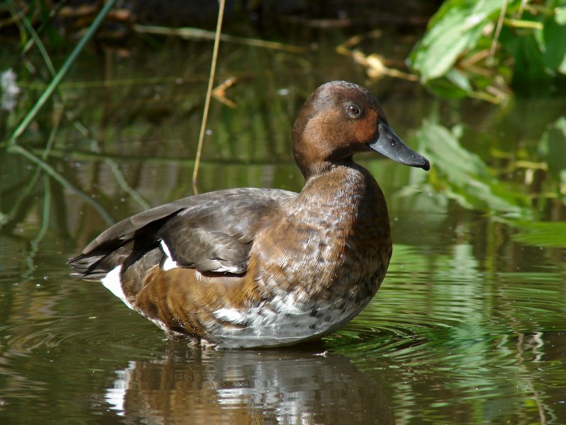 Aythya nyroca