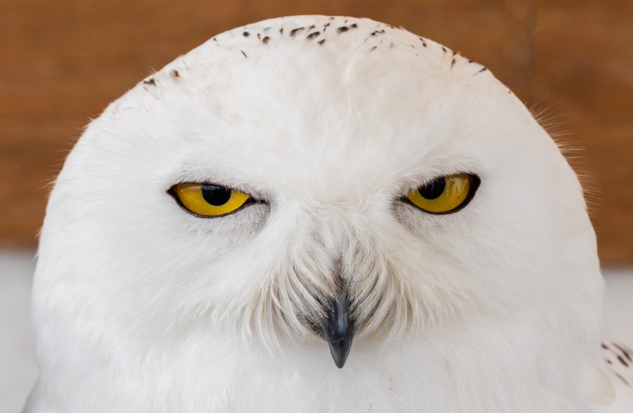 Búho nival (Bubo scandiacus), Arcos de la Frontera, Cádiz, España, 2015-12-08, DD 03