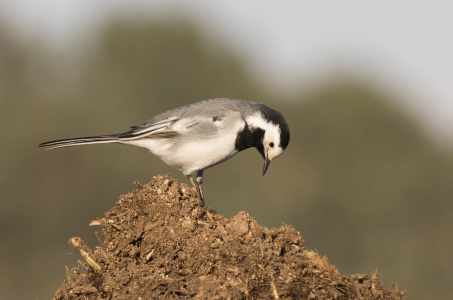 Bachstelze - Bergeronnette grise - White wagtail 02