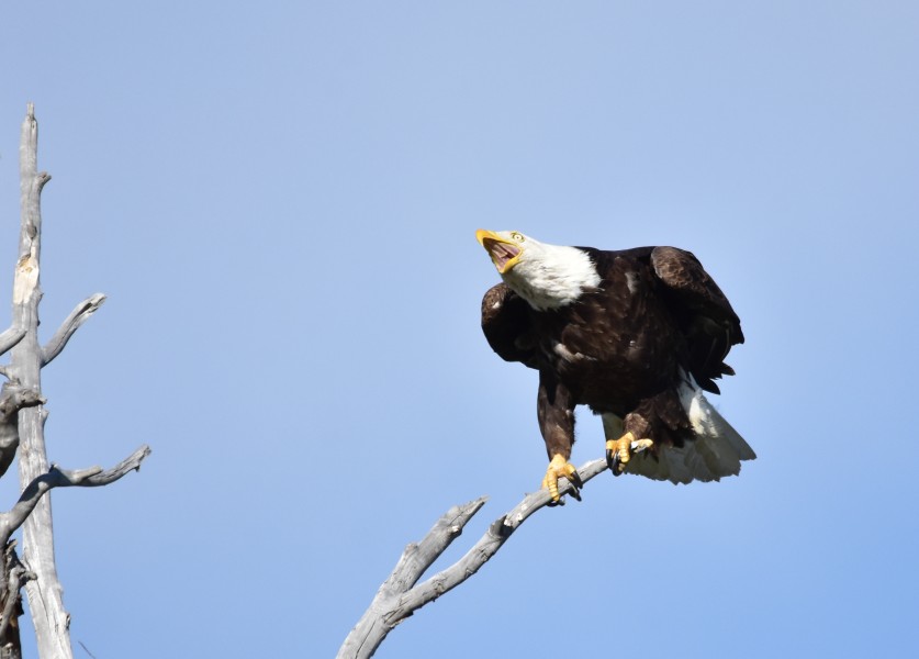 Bald eagle at Seedskadee National Wildlife Refuge (39301440234)