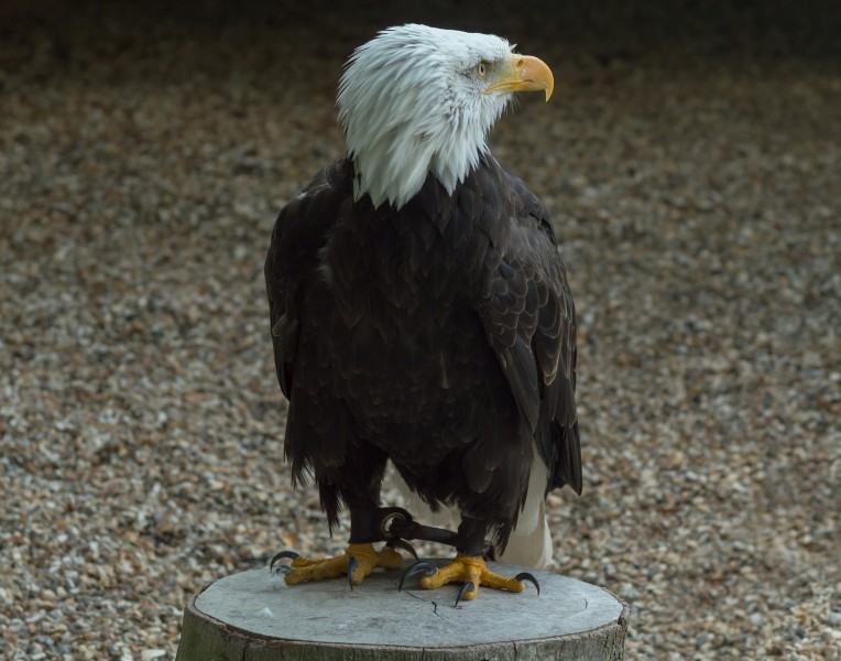 Bald eagle at the Hawk Conservancy Trust