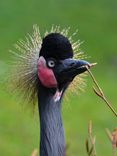Balearica pavonina (Schwarzer Kronenkranich - Black Crowned Crane) - Weltvogelpark Walsrode 2012-02-120426 0207