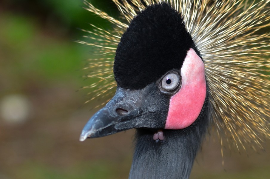 Balearica pavonina (Schwarzer Kronenkranich - Black Crowned Crane) - Weltvogelpark Walsrode 2012-05-120426 0216