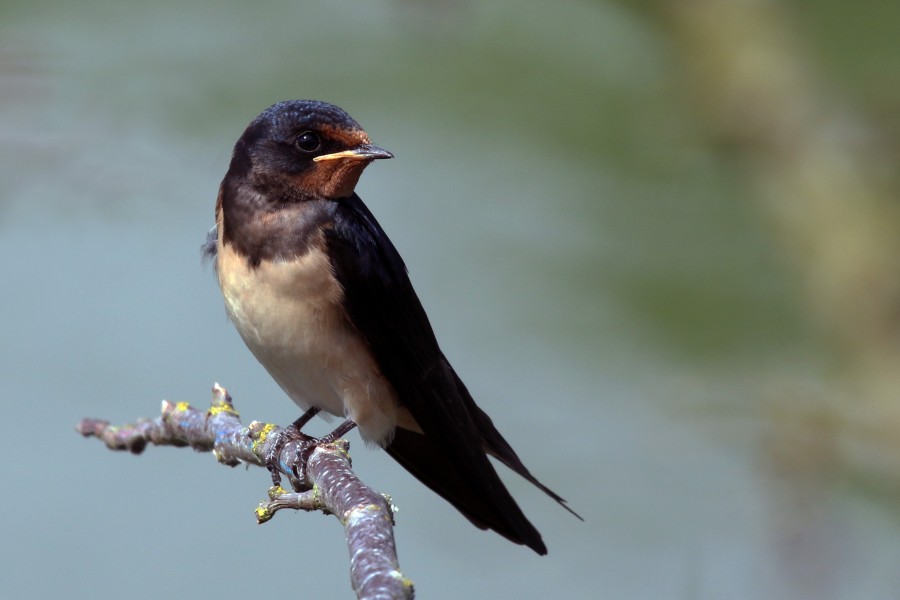 Barn swallow (Hirundo rustica rustica)