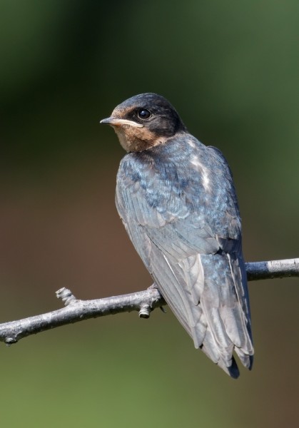 Barn swallow (young bird) at Tennōji Park in Osaka, June 2016