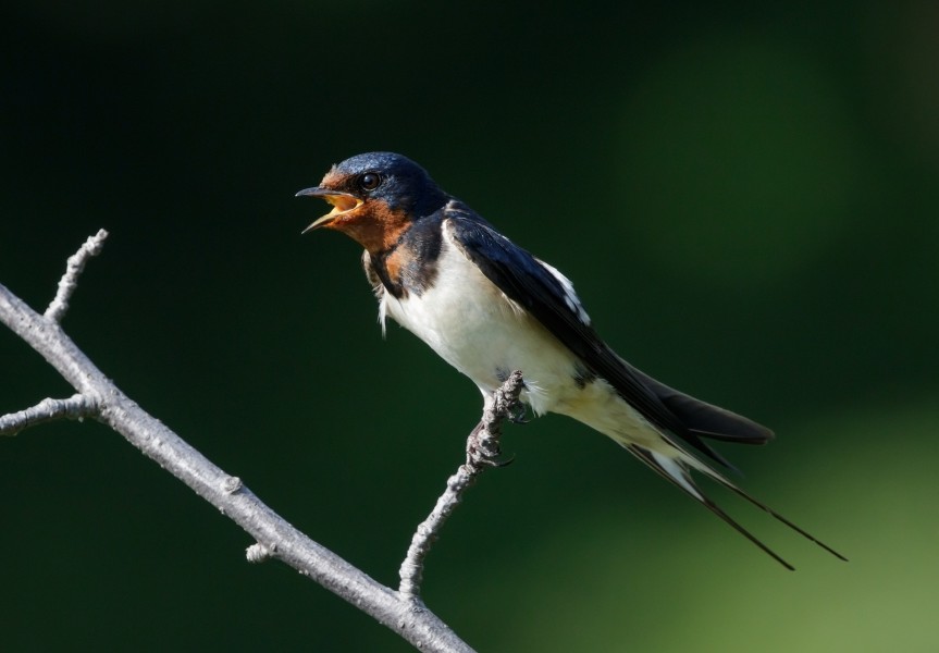 Barn swallow at Tennōji Park in Osaka, June 2016 II