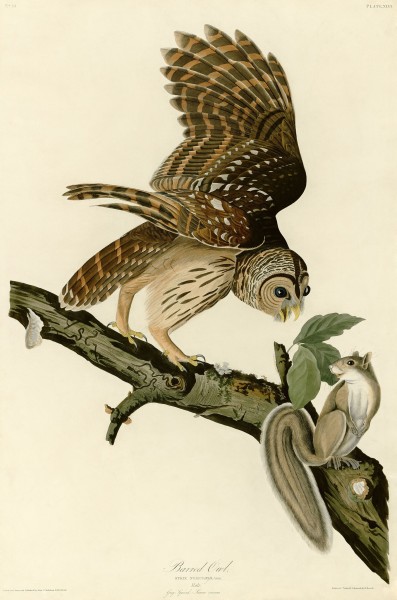 Barred Owl (Audubon)