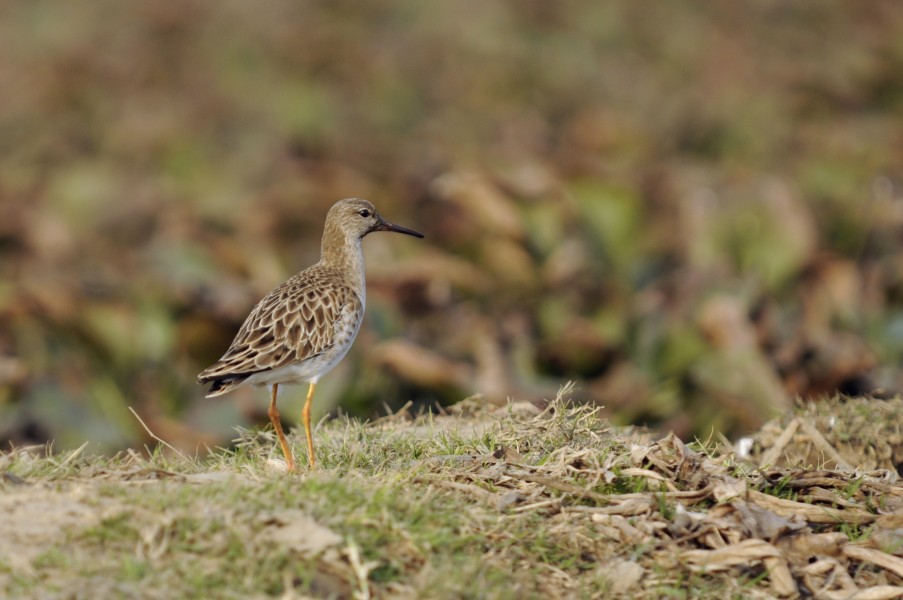 Basai Wetland Gurgaon DSC9289 ruff