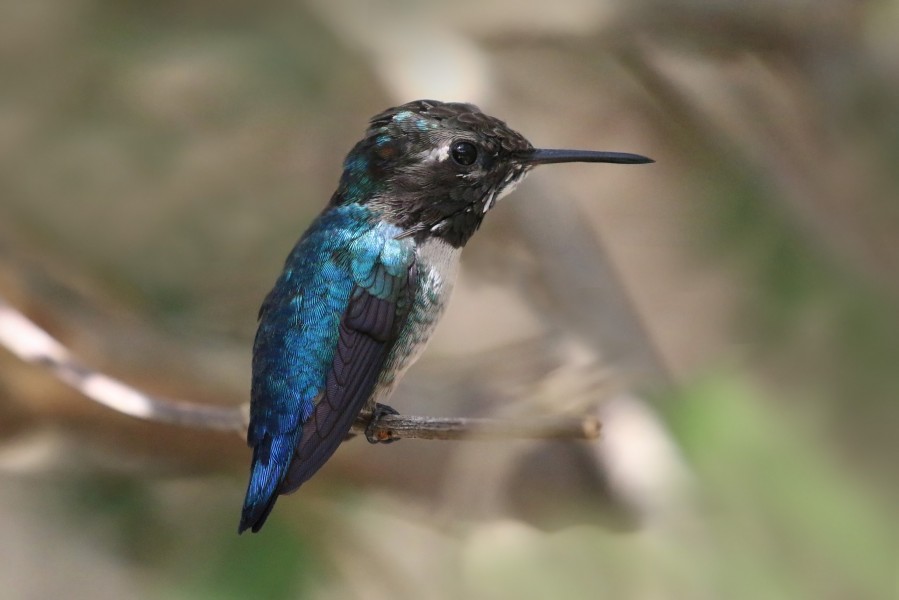 Bee hummingbird (Mellisuga helenae) adult male non-breeding