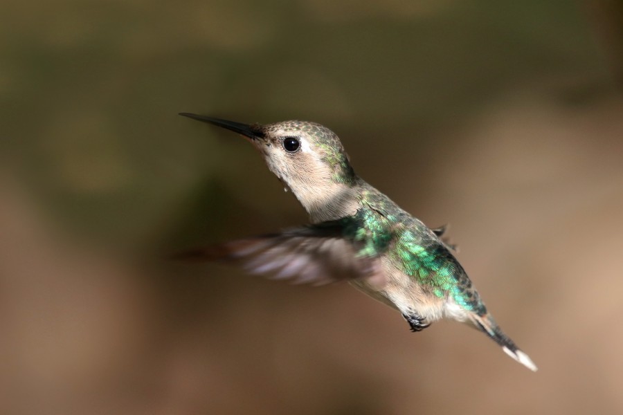 Bee hummingbird (Mellisuga helenae) female in flight