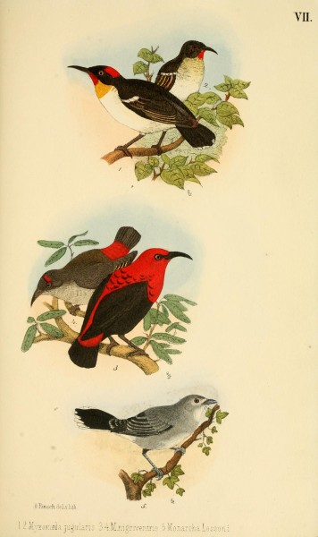 Beitrag zur fauna Centralpolynesiens. Ornithologie der Viti-, Samoa- und Tonga-inselnPl7