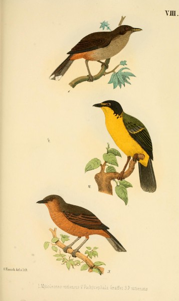 Beitrag zur fauna Centralpolynesiens. Ornithologie der Viti-, Samoa- und Tonga-inselnPl8