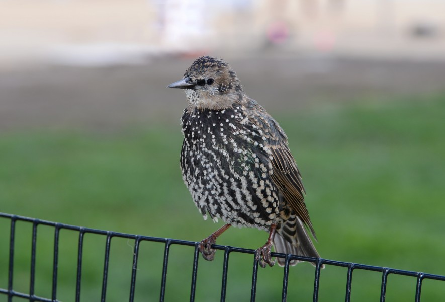 Bird Washington October 2016-1