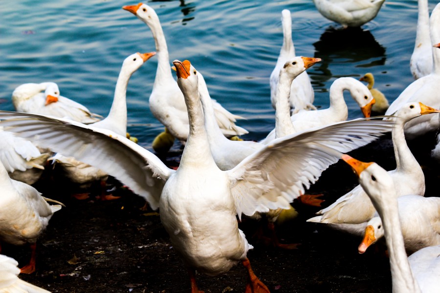 Birds in pond