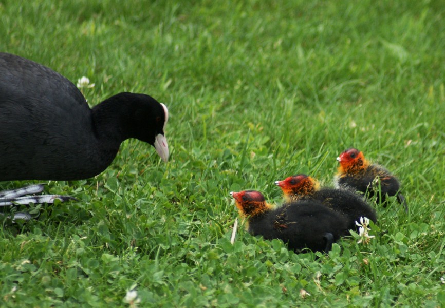Blässhuhn Fulica atra 05