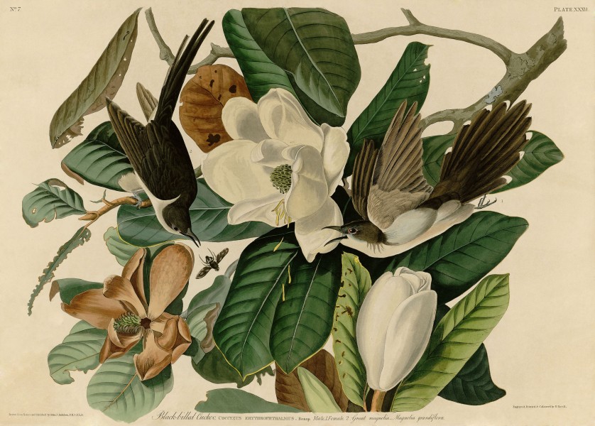Black-billed Cuckoo (Audubon)