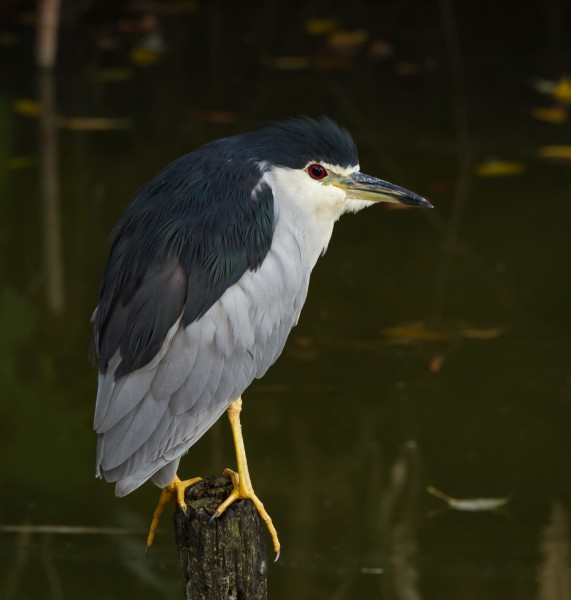 Black-crowned night heron, Tennōji Park, Osaka, October 2015