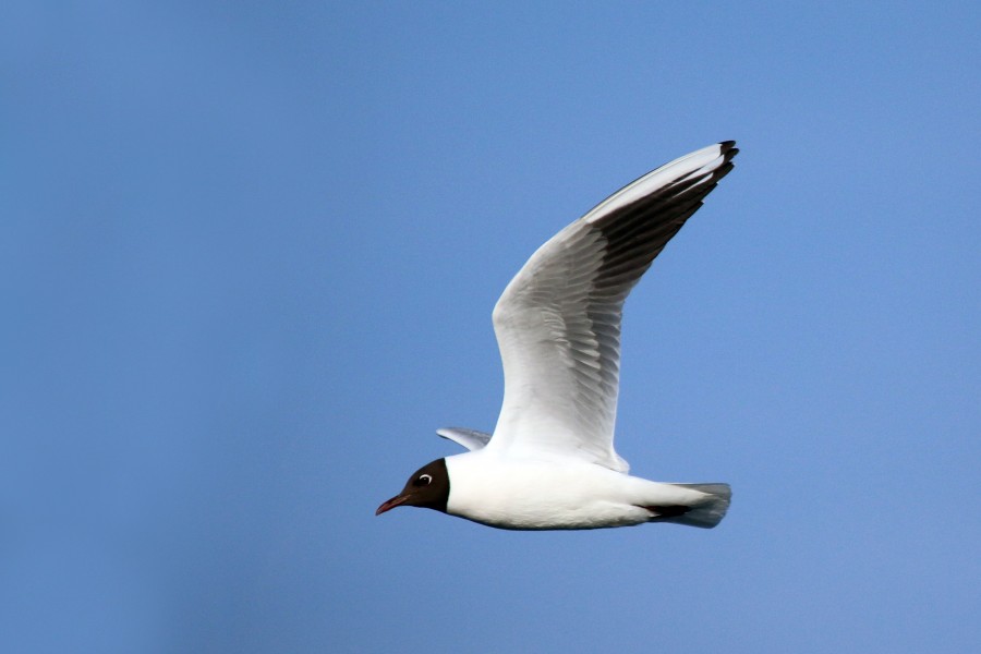 Black-headed gull in flight