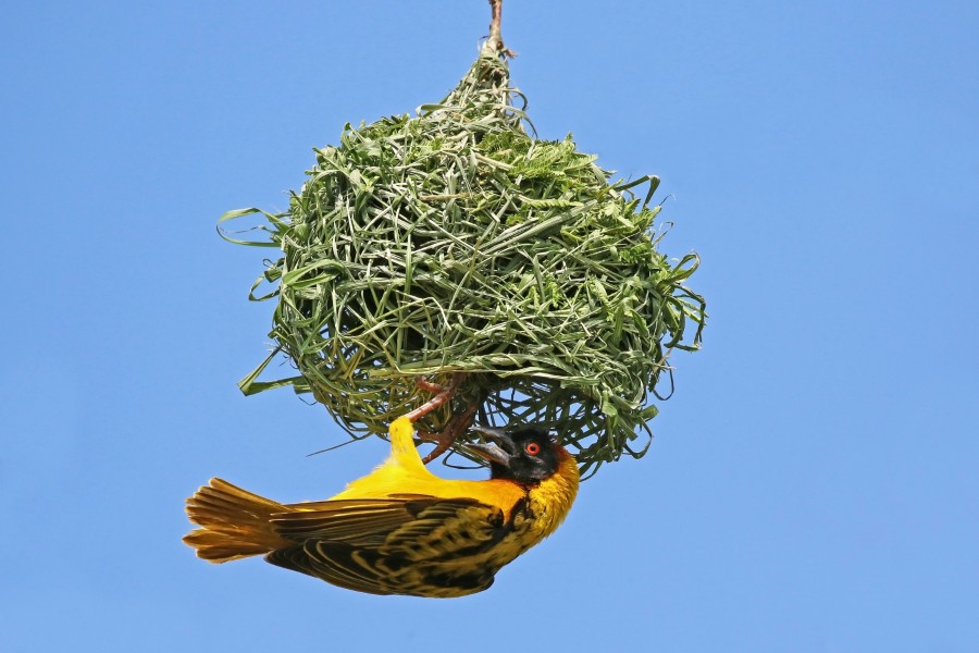 Black-headed weaver (Ploceus cucullatus bohndorffi) male nest building