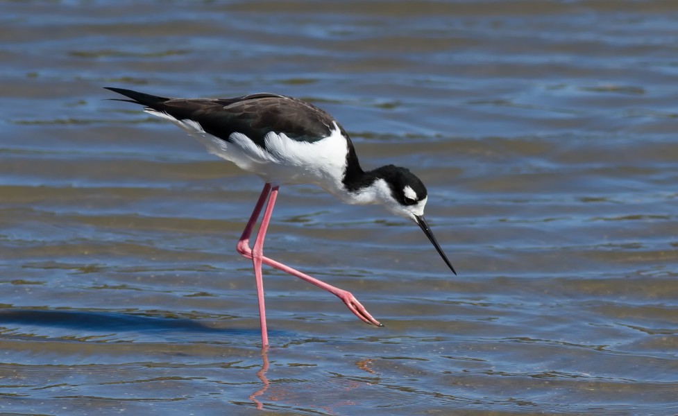 Black-necked stilt (Himantopus mexicanus) at Richardson Bay