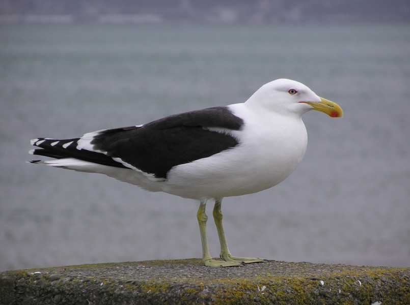 Black backed gull 02