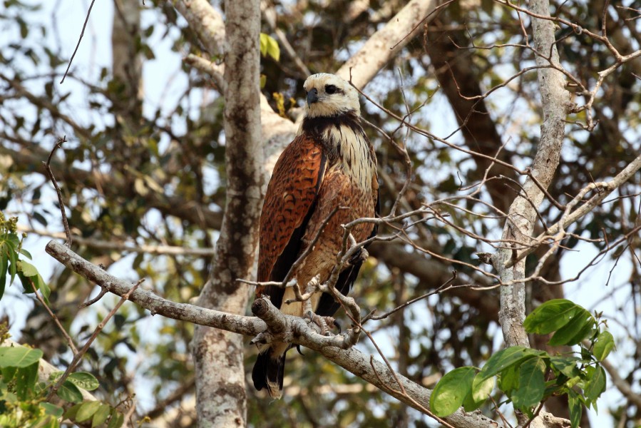 Black-collared hawk (Busarellus nigricollis) immature