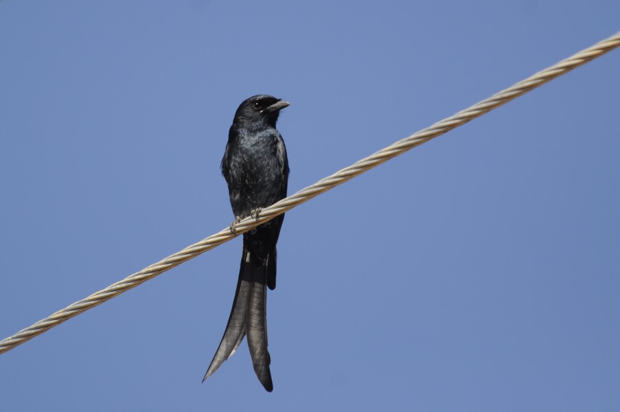 Black Drongo DSC9885