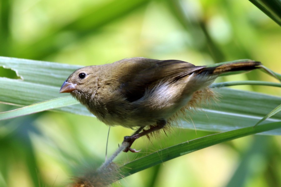 Black-faced grassquit (Tiaris bicolor) female