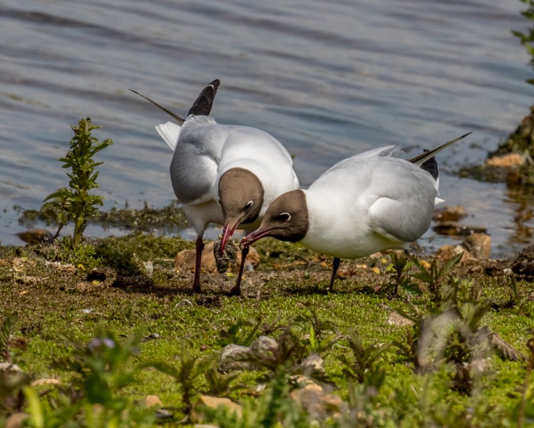 Black-headed Gulls Mating - Second (18037579349)