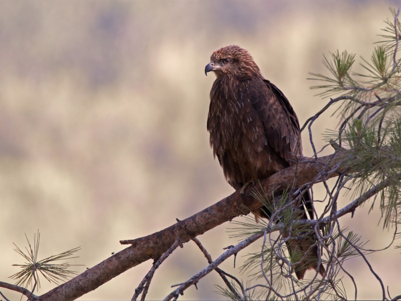 Black kite at Upper Galilee