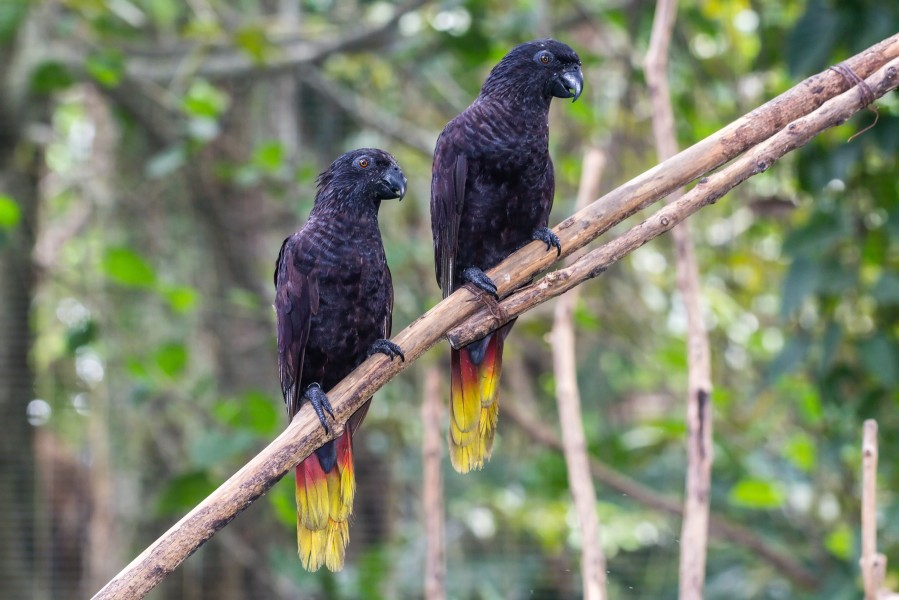 Black lory (Chalcopsitta atra), Gembira Loka Zoo, Yogyakarta 2015-03-15 02