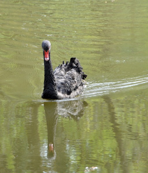 Black Swan R01