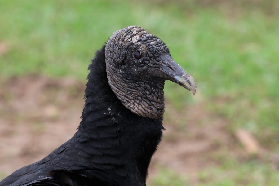 Black vulture (Coragyps atratus) head
