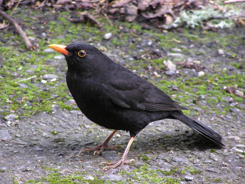Blackbird (male)