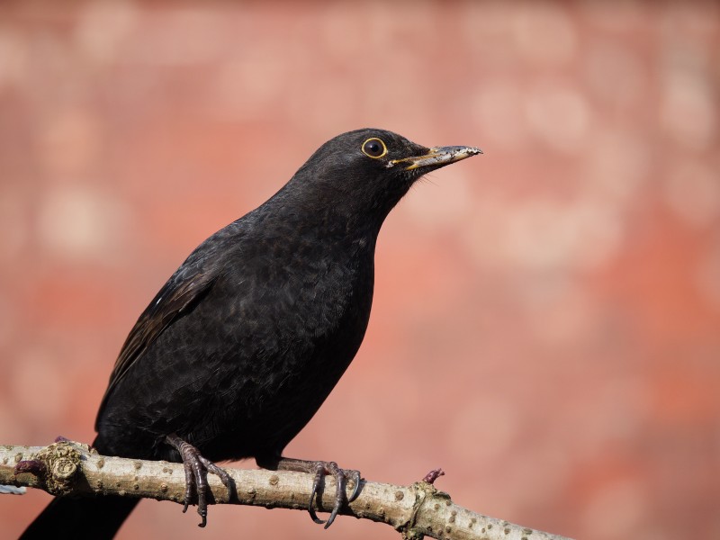 Blackbird in sunlight