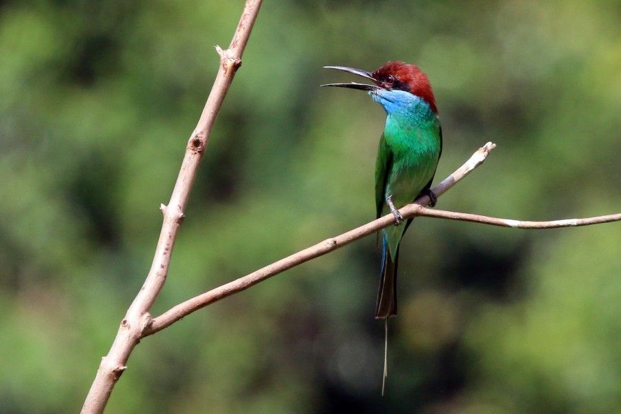 Blue-throated bee-eater (Merops viridis)