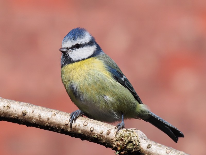 Blue tit three-quarter close-up 2