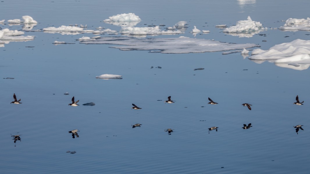 Brünnich's gullemots coming back from fishing to their breeding rock