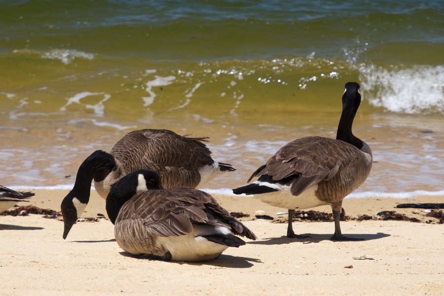 Branta canadensis LC0260