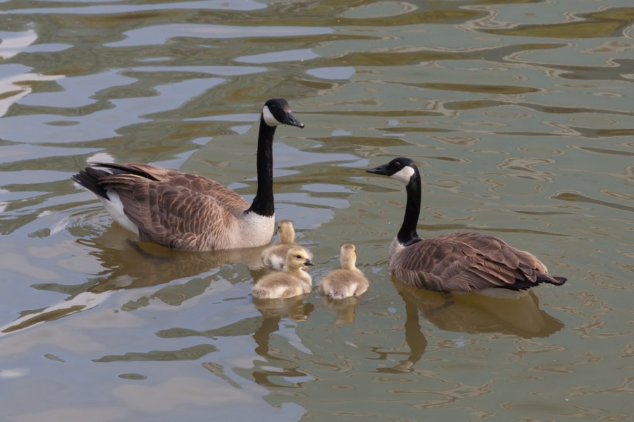 Branta canadensis Redwood Shores May 2011 013