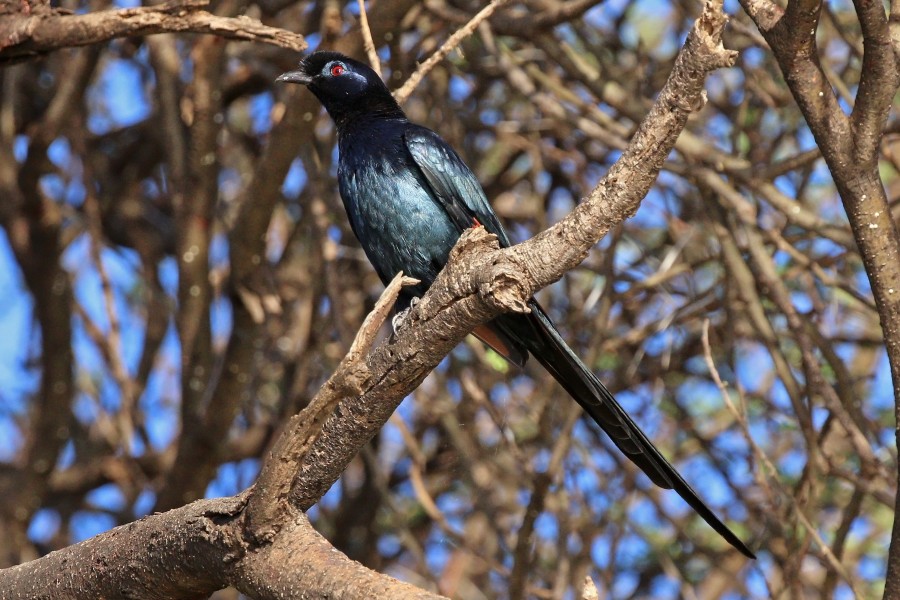 Bristle-crowned starling (Onychognathus salvadorii)